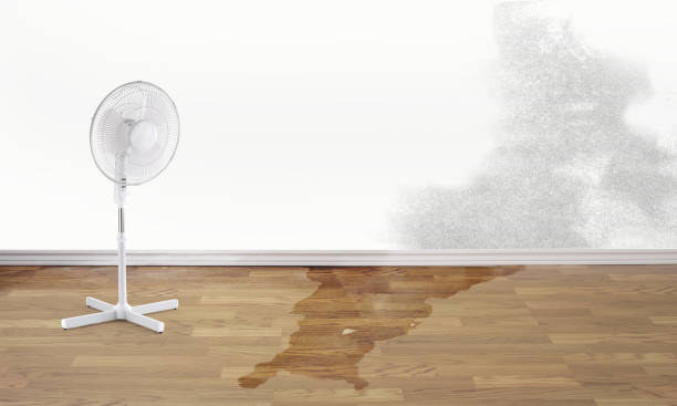 Best Basement water damage restoration  in Robinhood, MS